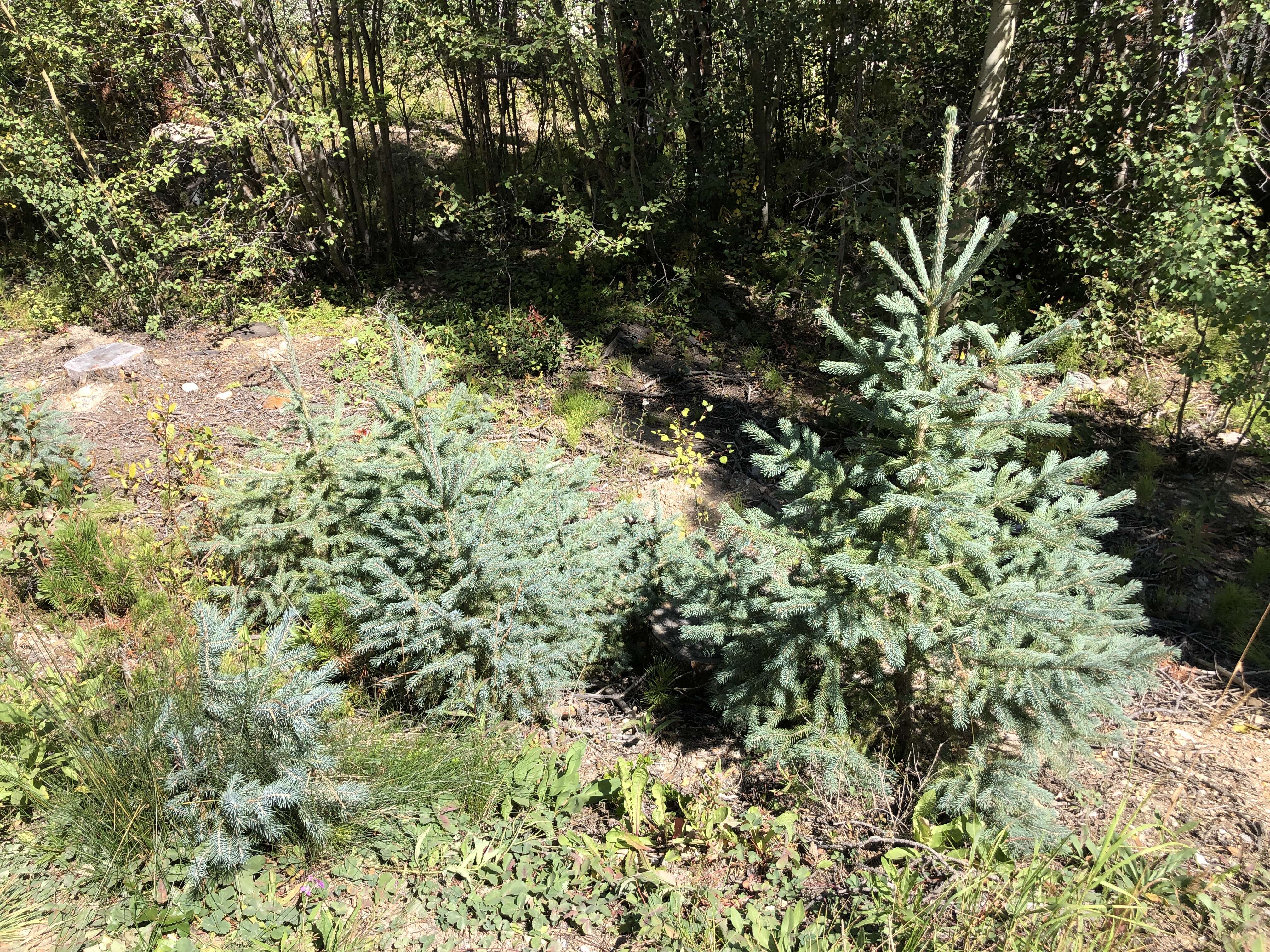 Image of Engelmann Spruce