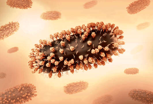 Image of Human respiratory syncytial virus