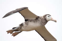 Image of Amsterdam Albatross