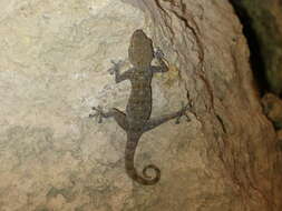 Image of Algerian Fan-fingered Gecko