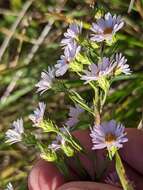 Image of hairy white oldfield aster