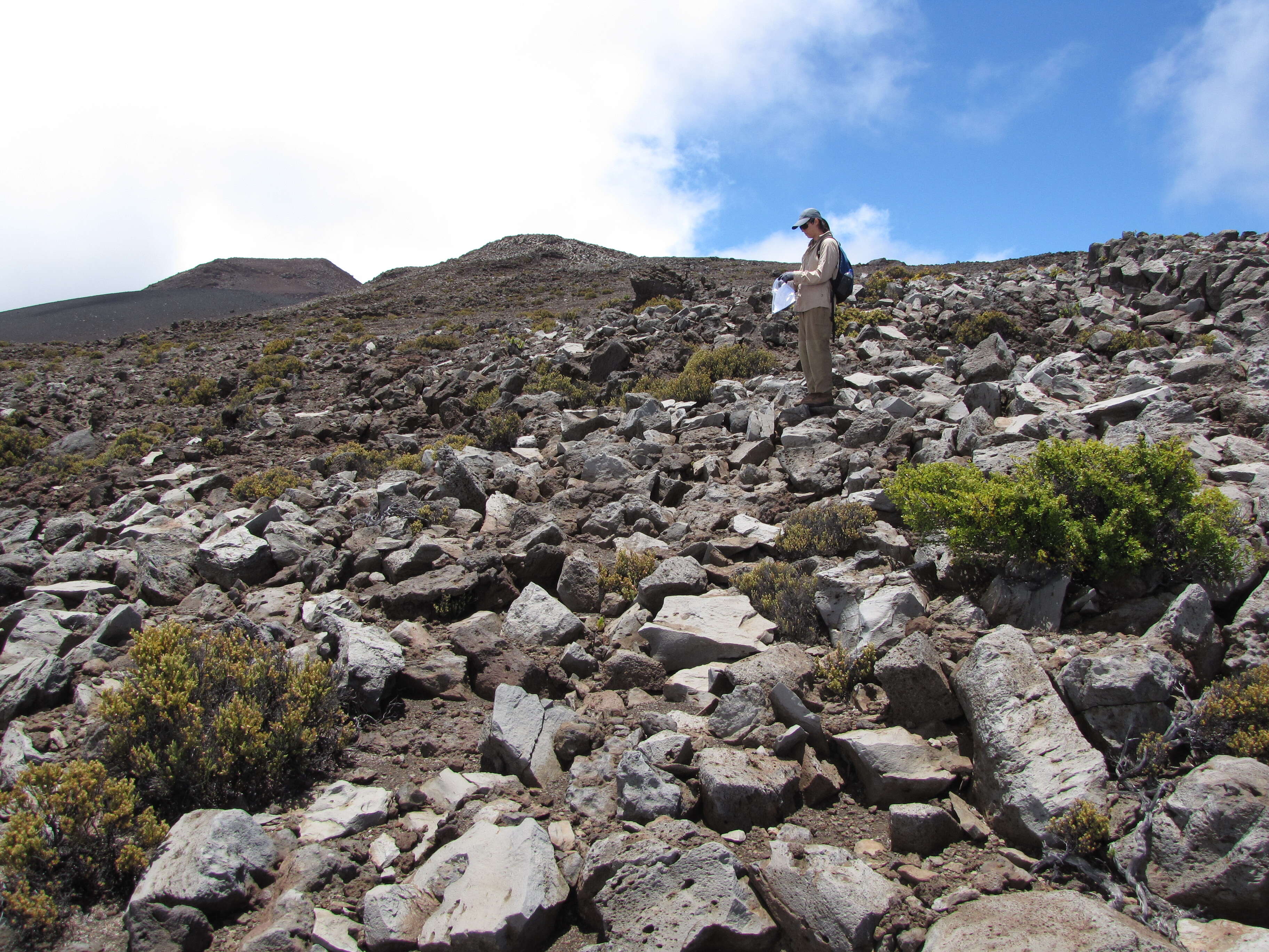 Image of alpine mirrorplant