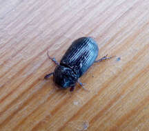 Image of Night-flying Dung Beetle