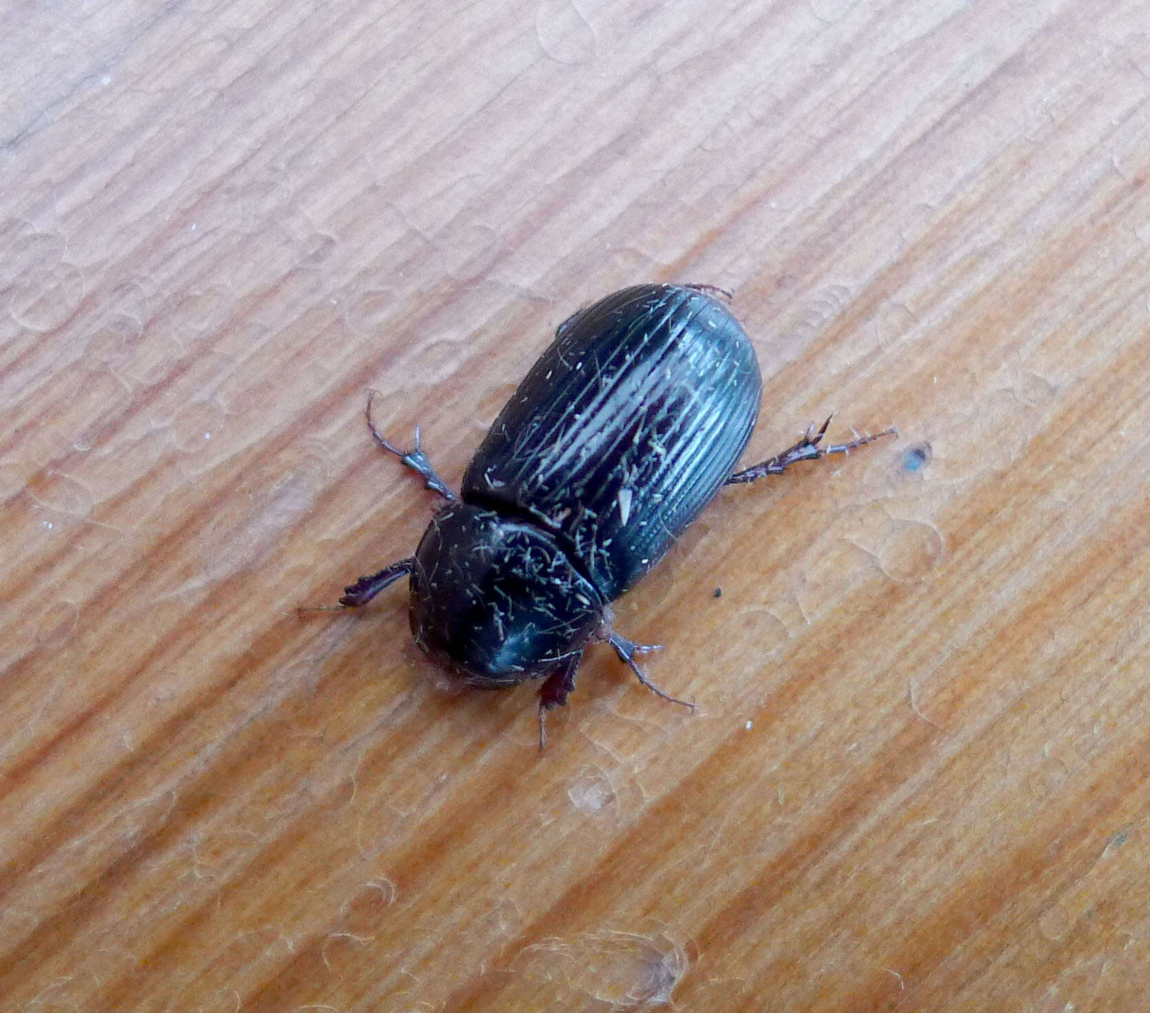 Image of Night-flying Dung Beetle