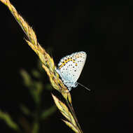 Image of Plebejus idas