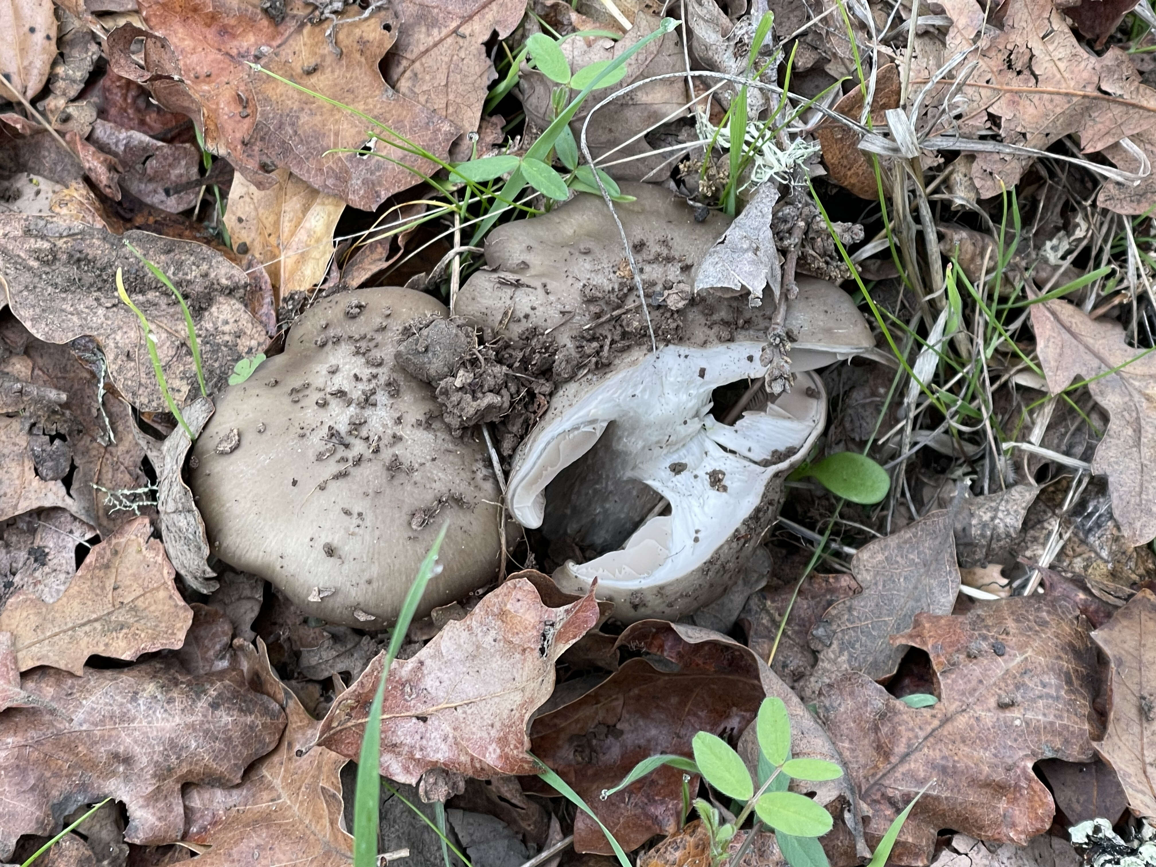 Слика од Lactarius argillaceifolius Hesler & A. H. Sm. 1979