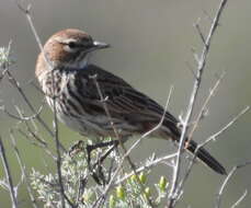 Image of Karoo Lark