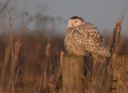 Image of Snowy Owl