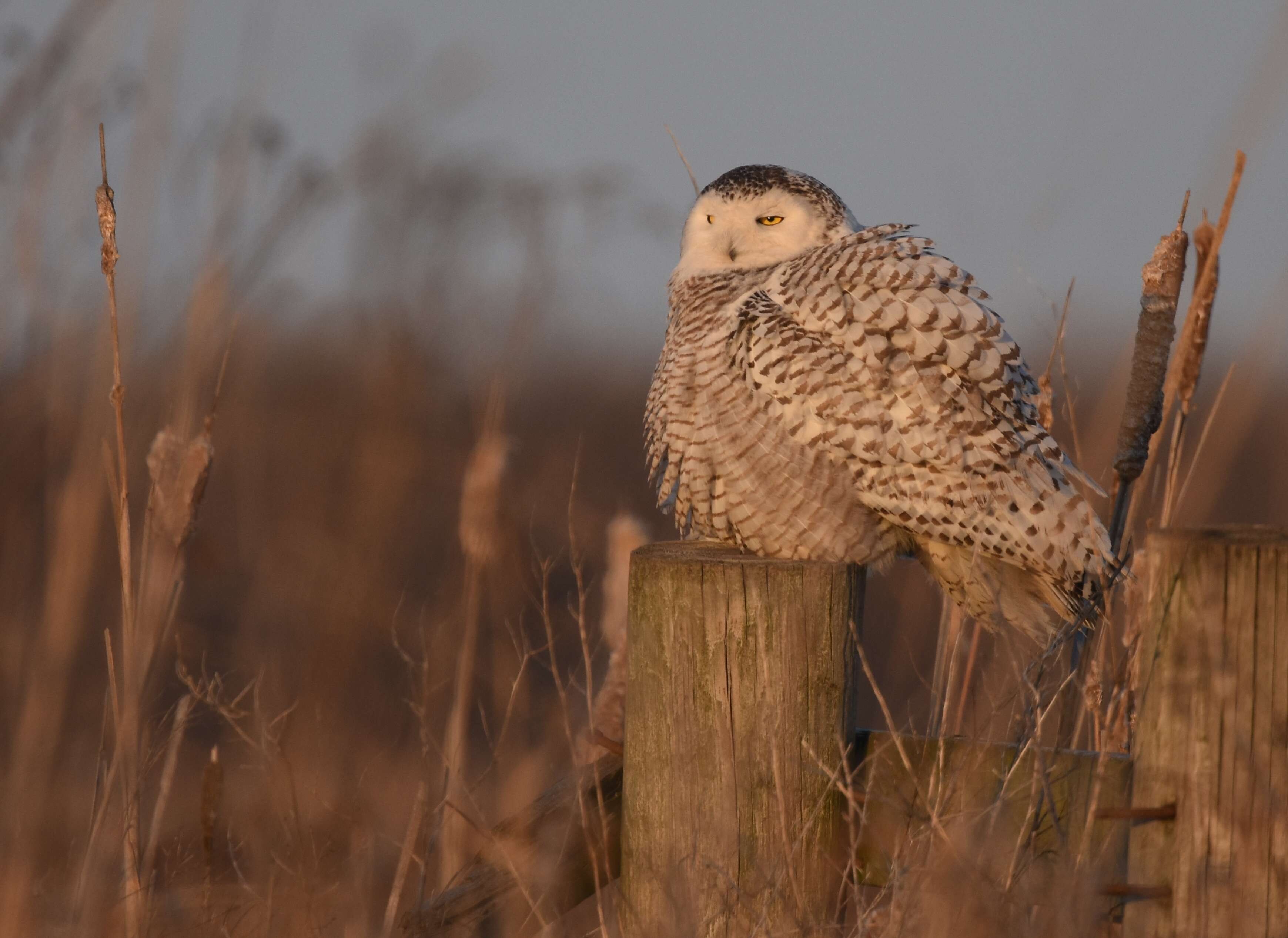 Image of Snowy Owl