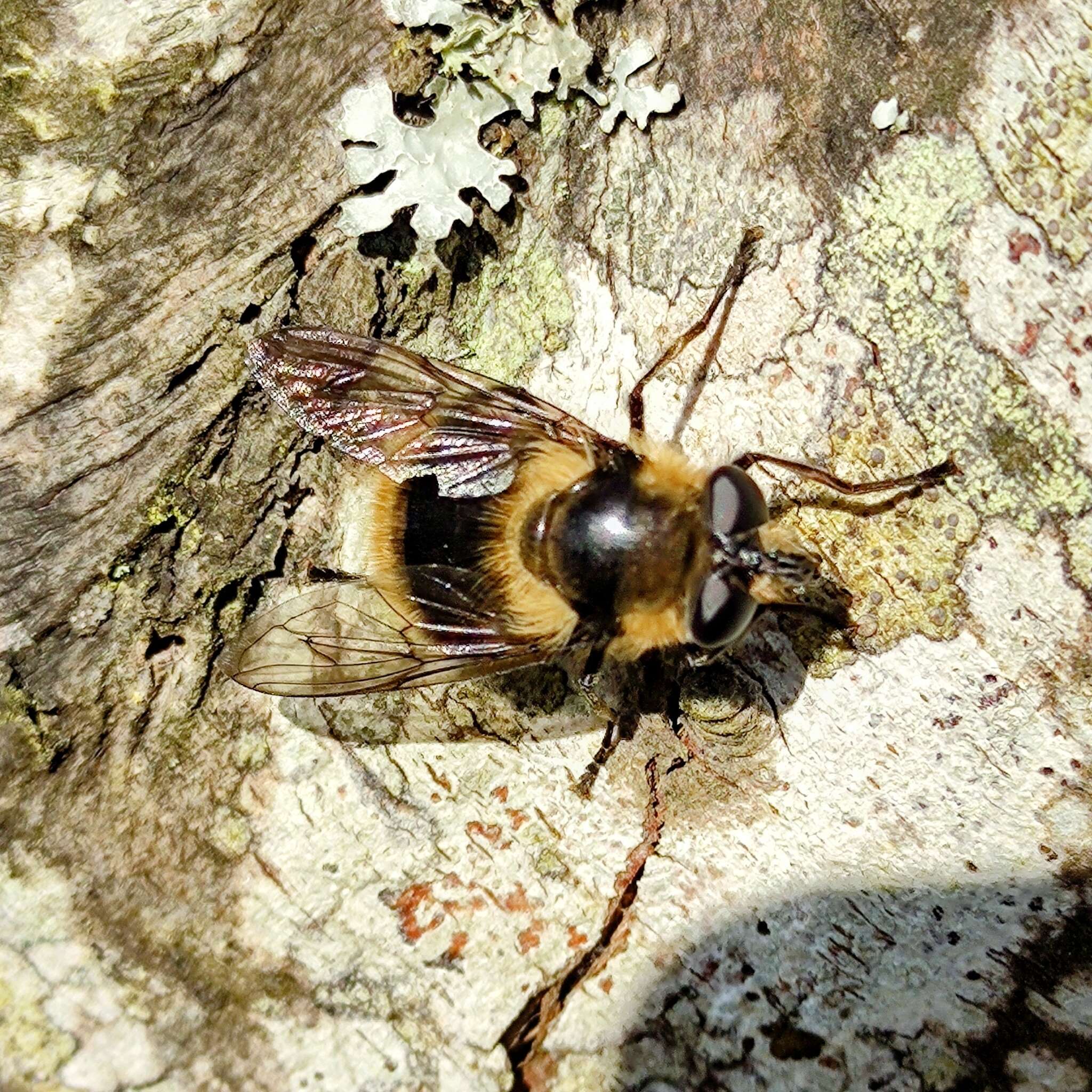 Image of Criorhina nigripes (Williston 1882)