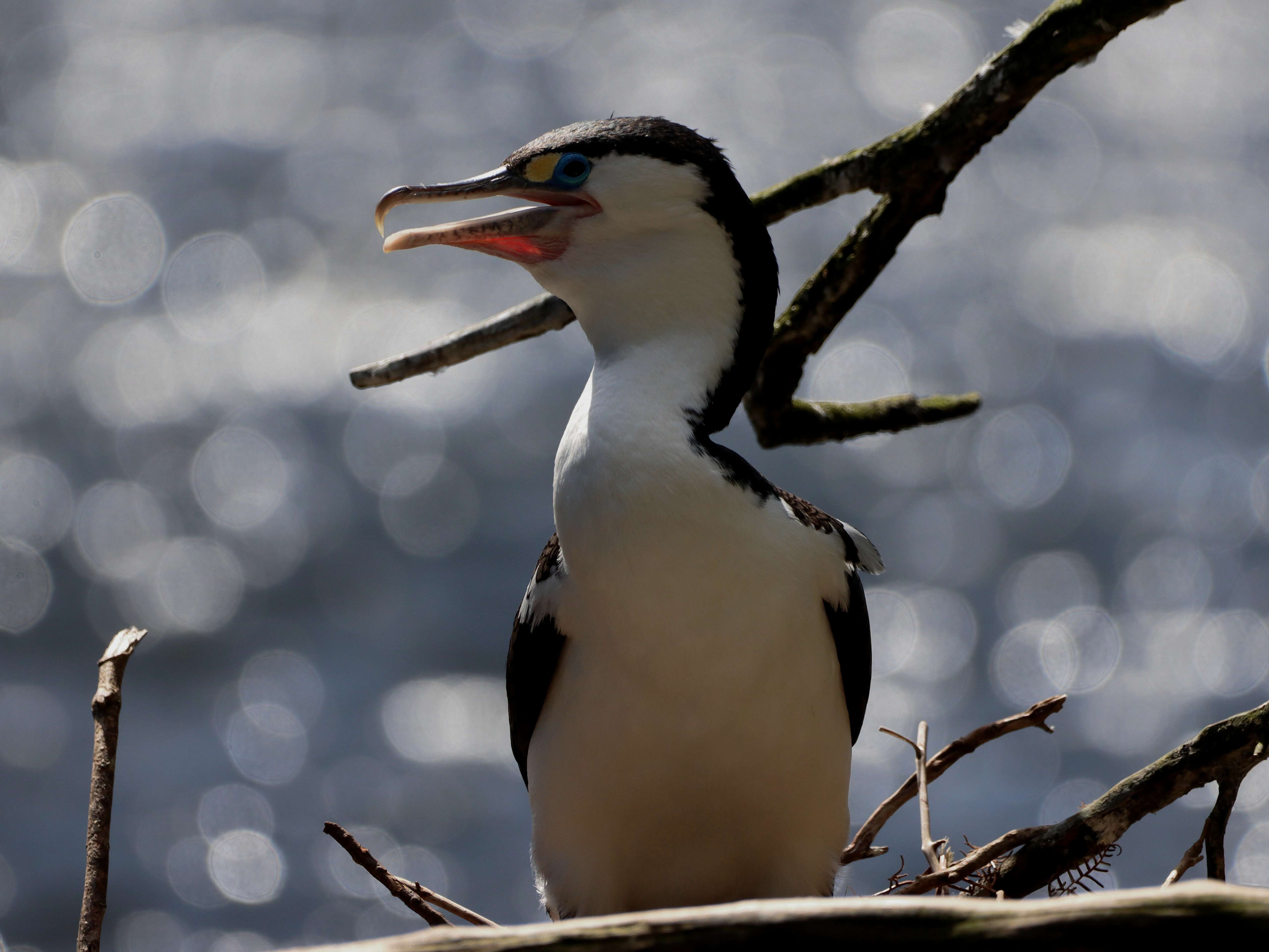 Image of Australian Pied Cormorant