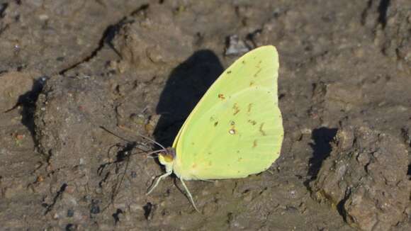 Image of Clouded sulphur