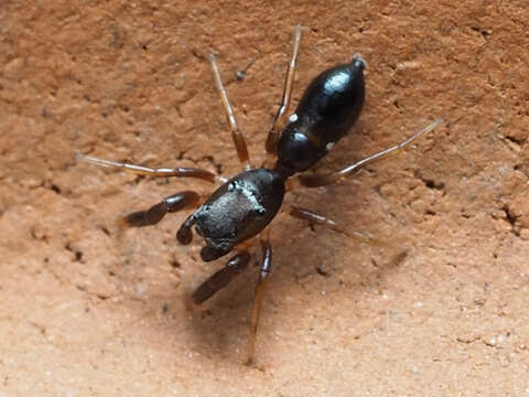 Image of Synageles bishopi Cutler 1988