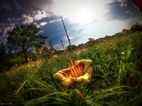 Image of Daylily