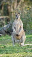 Image of Agile Wallaby