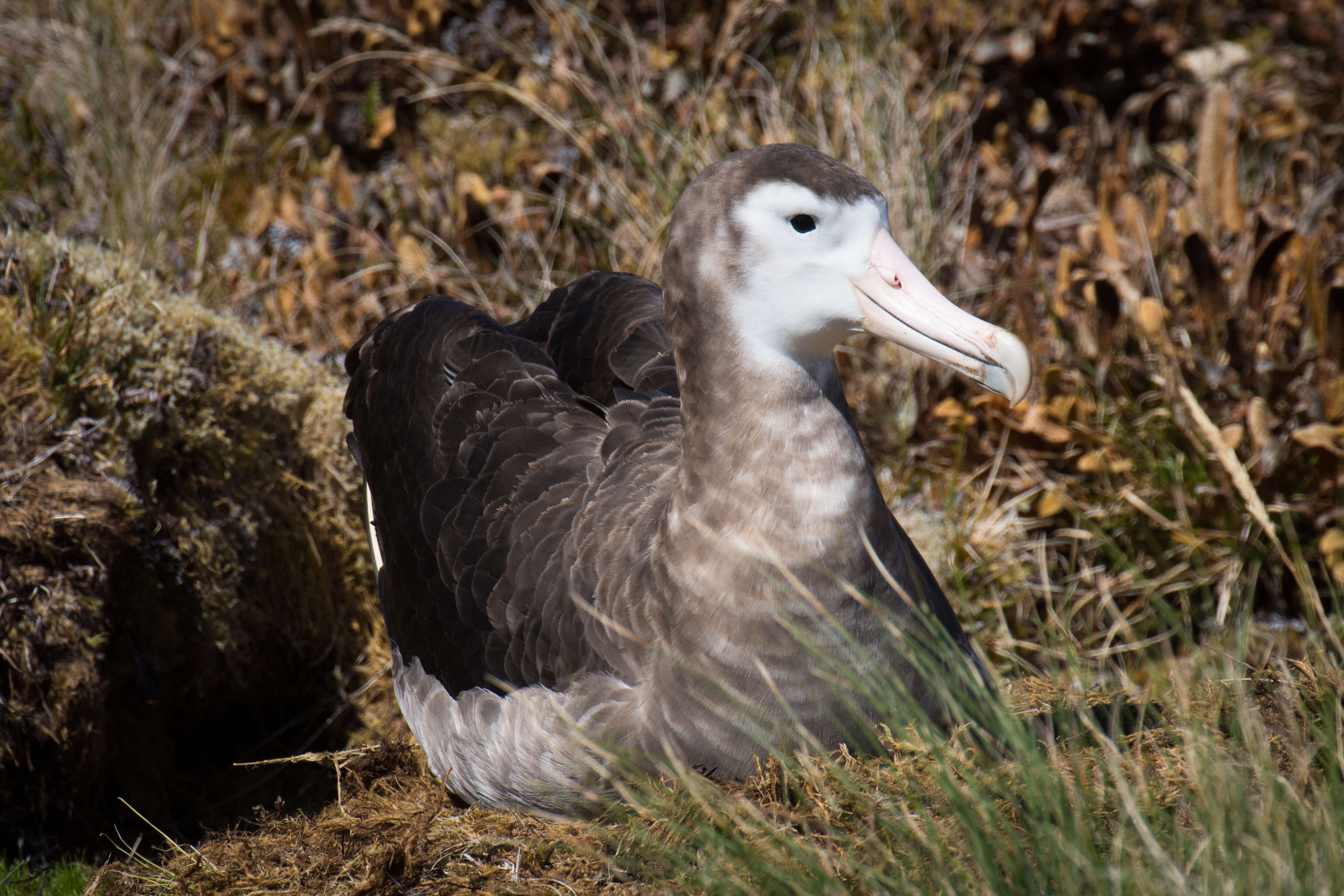 Image of Amsterdam Albatross