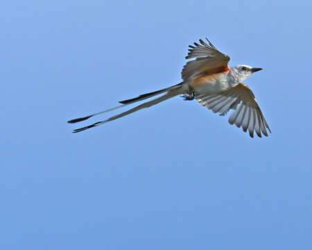 Image of Scissor-tailed Flycatcher