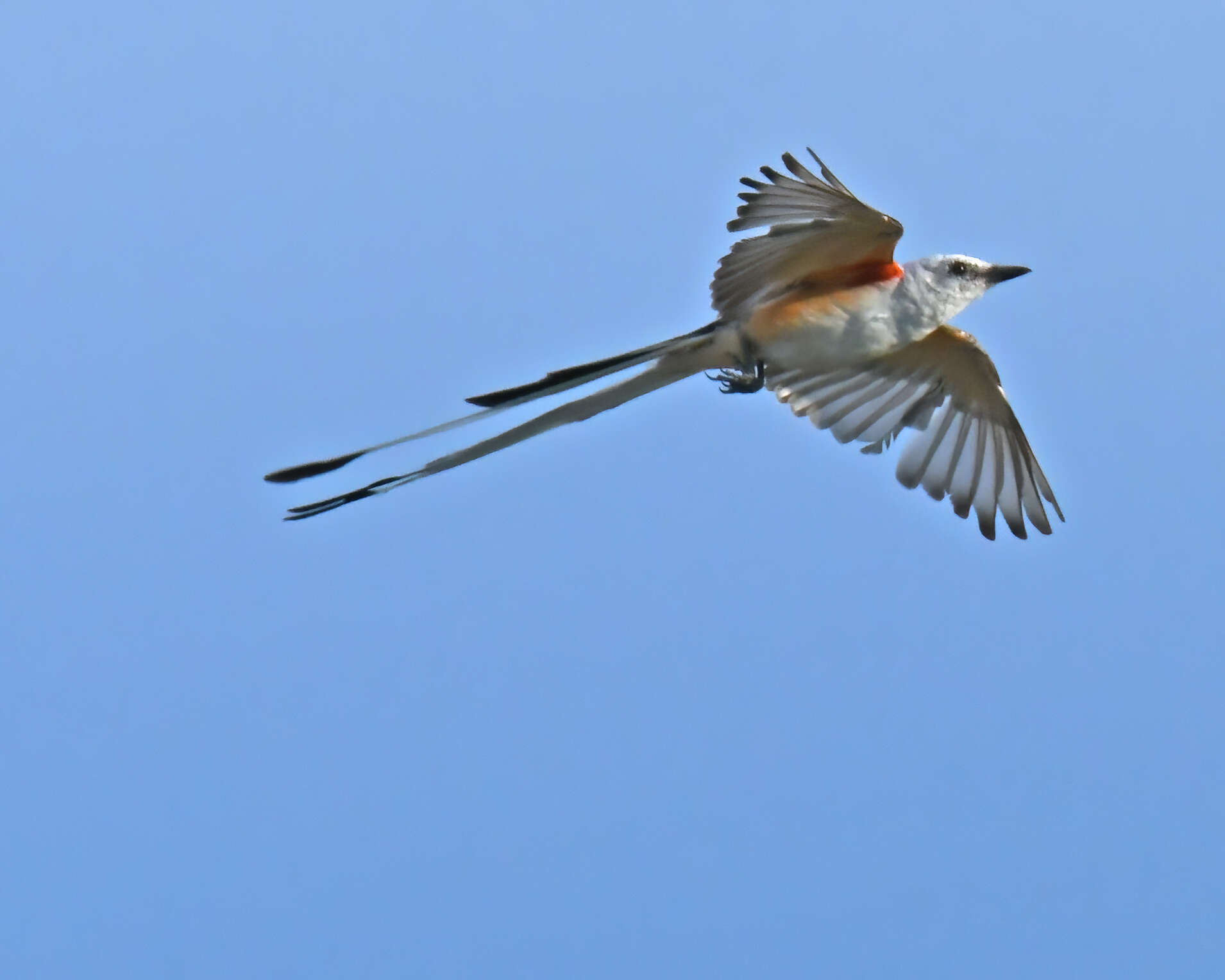 Image of Scissor-tailed Flycatcher