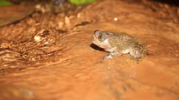 Image of Bombay night frog