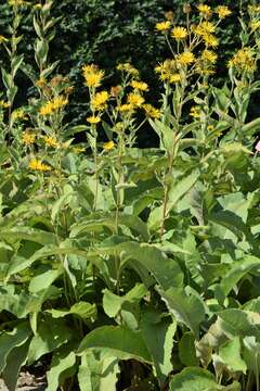 Image of Elecampane