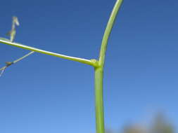 Image of Australian lovegrass