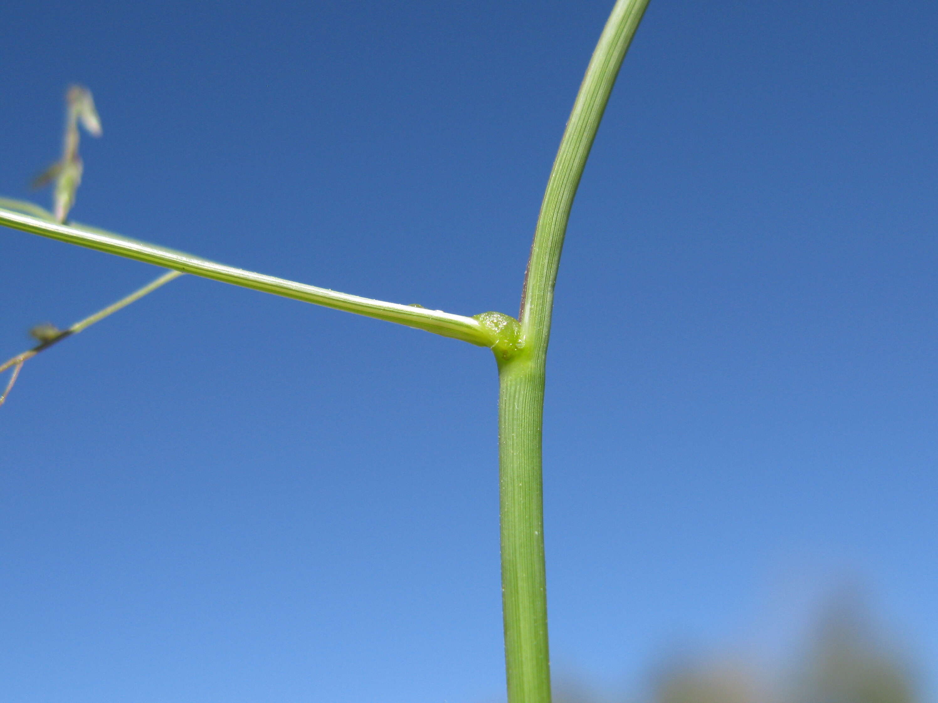 Image of Australian lovegrass