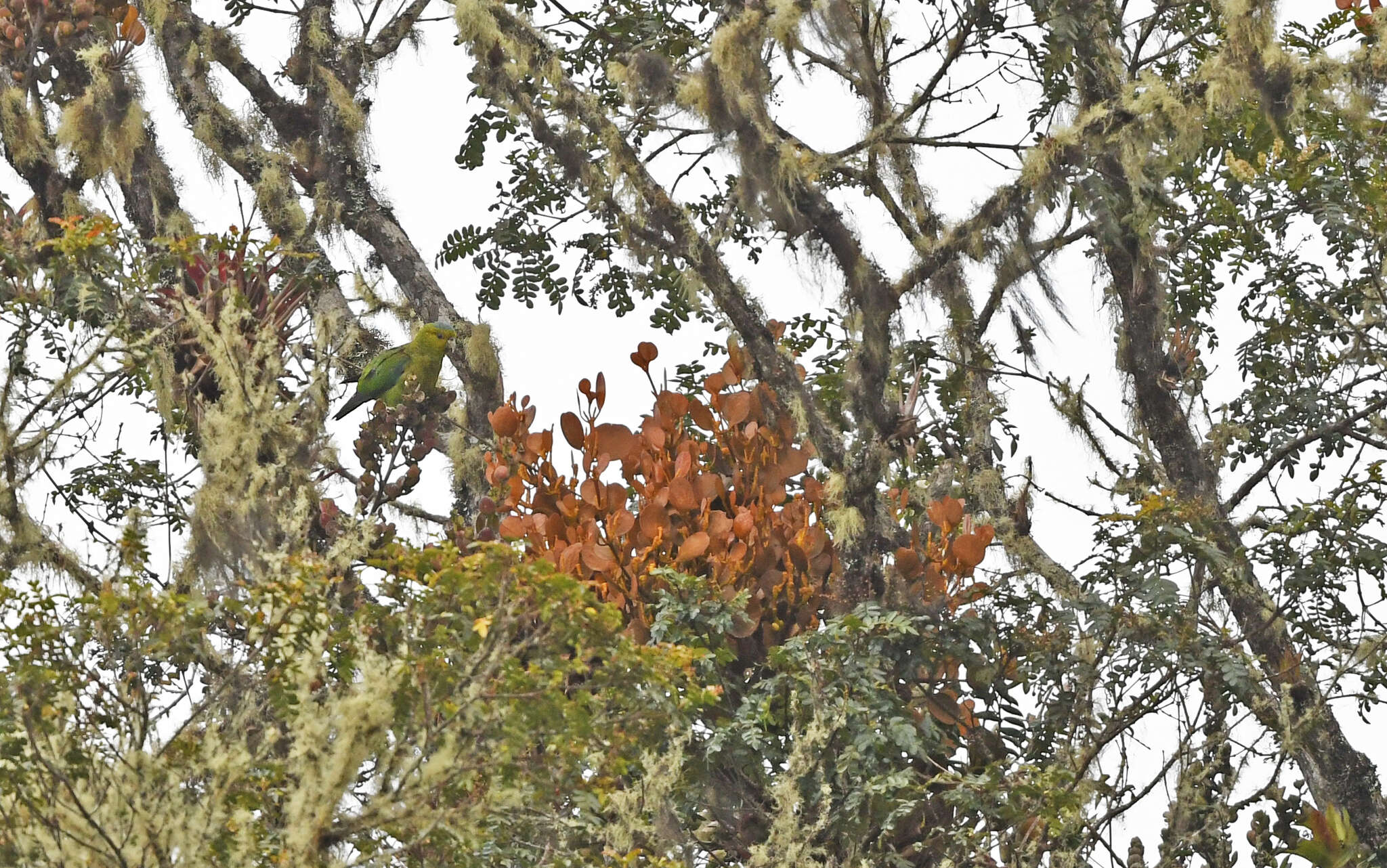 Image of Fuertes's Parrot