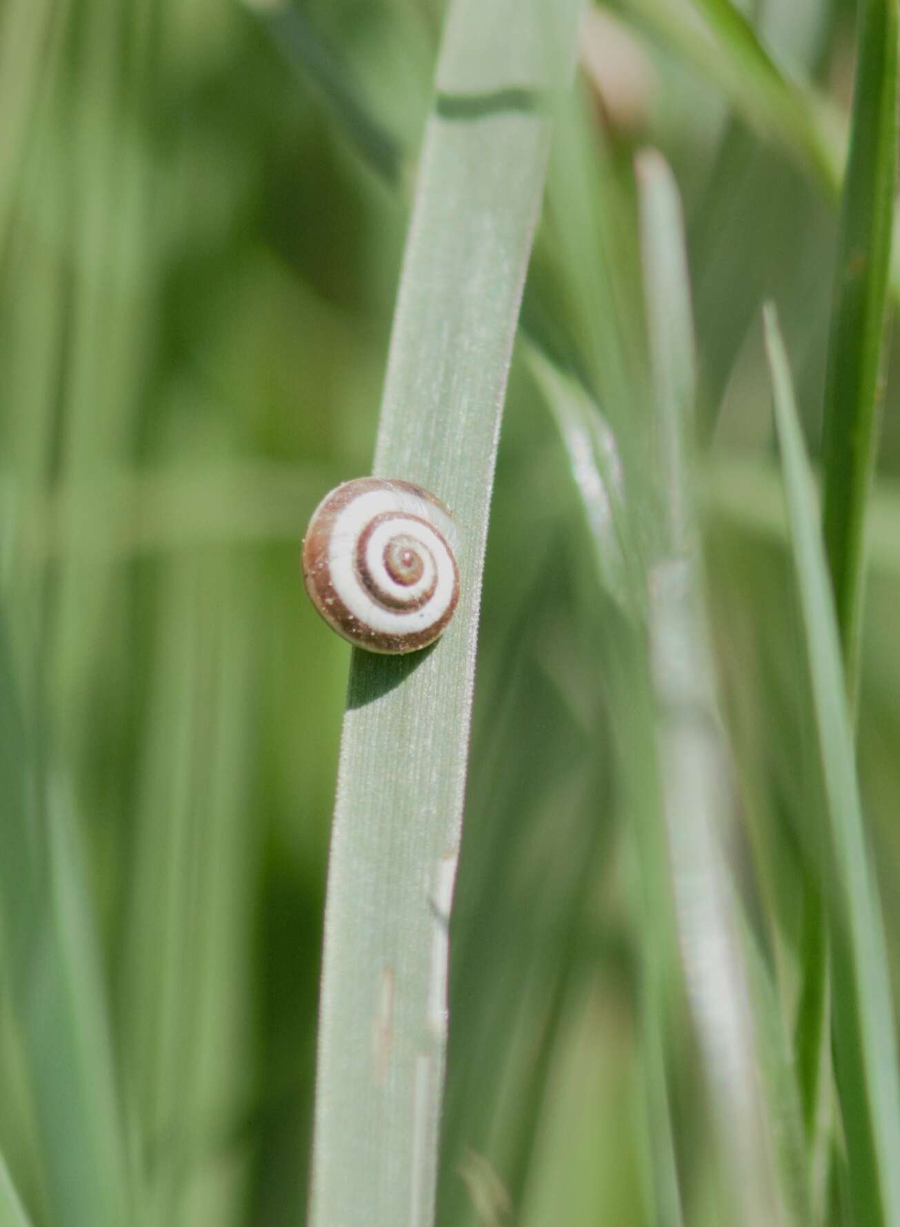 Image of Maritime gardensnail