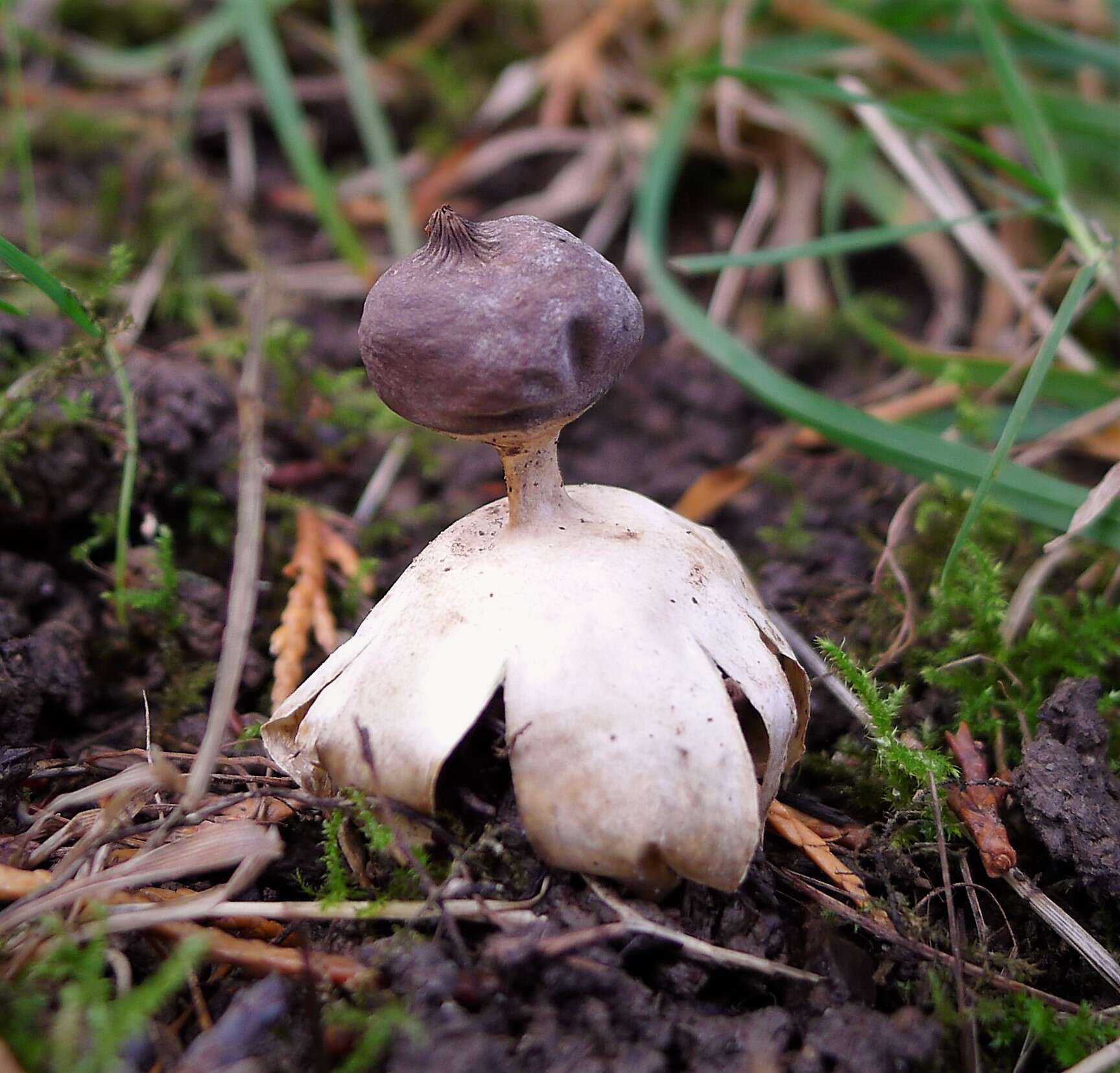 Image of Beaked Earthstar