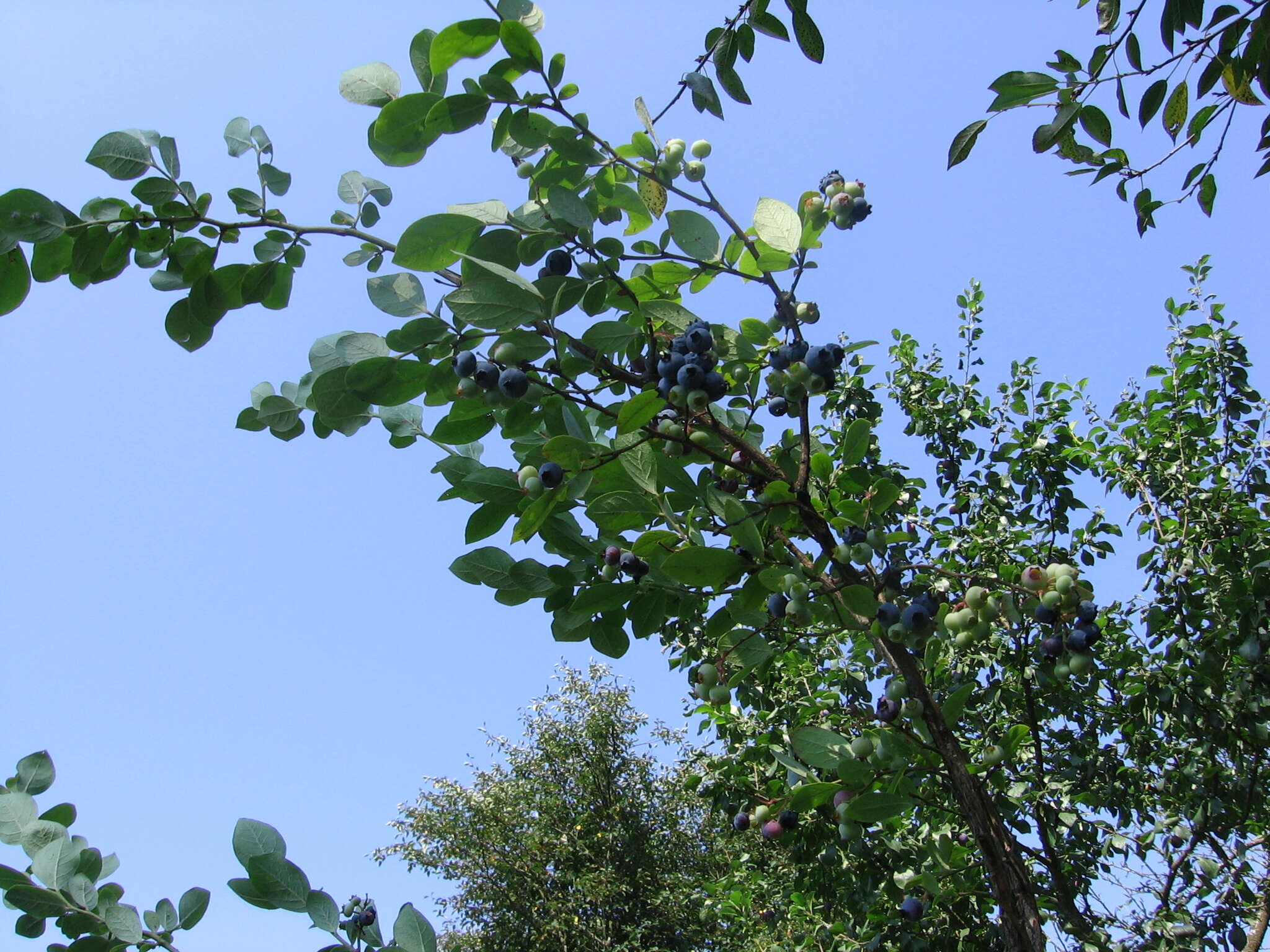 Image of alpine bilberry