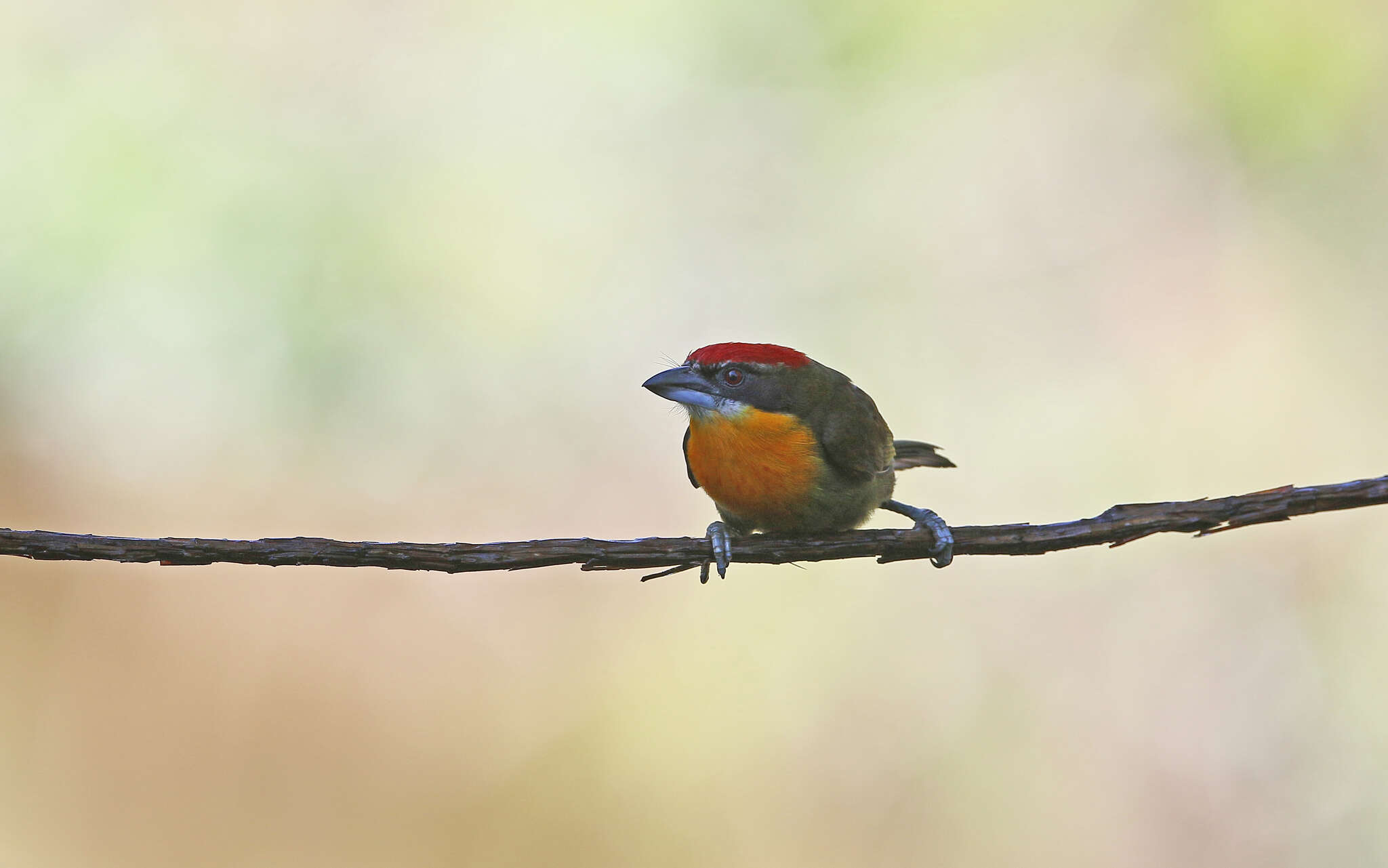 Image of Scarlet-crowned Barbet