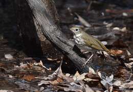 Image of Hermit Thrush