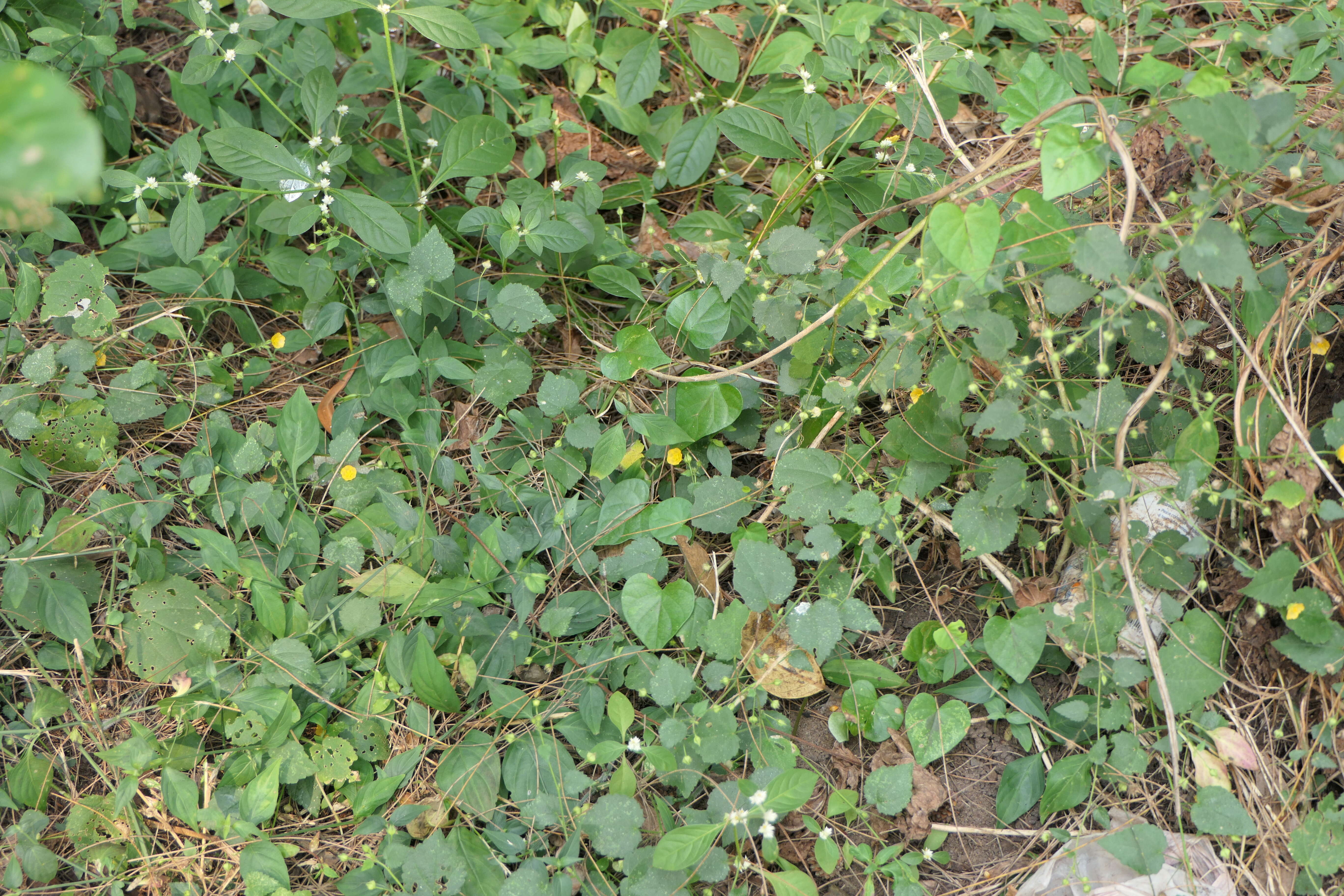 Image of country mallow