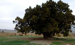 صورة Juniperus excelsa subsp. polycarpos (K. Koch) Takht.