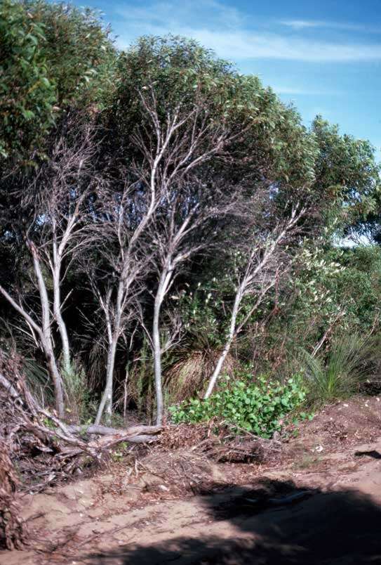 Image of Eucalyptus calcicola Brooker