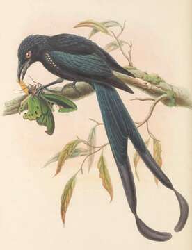 Image of Paradise Drongo