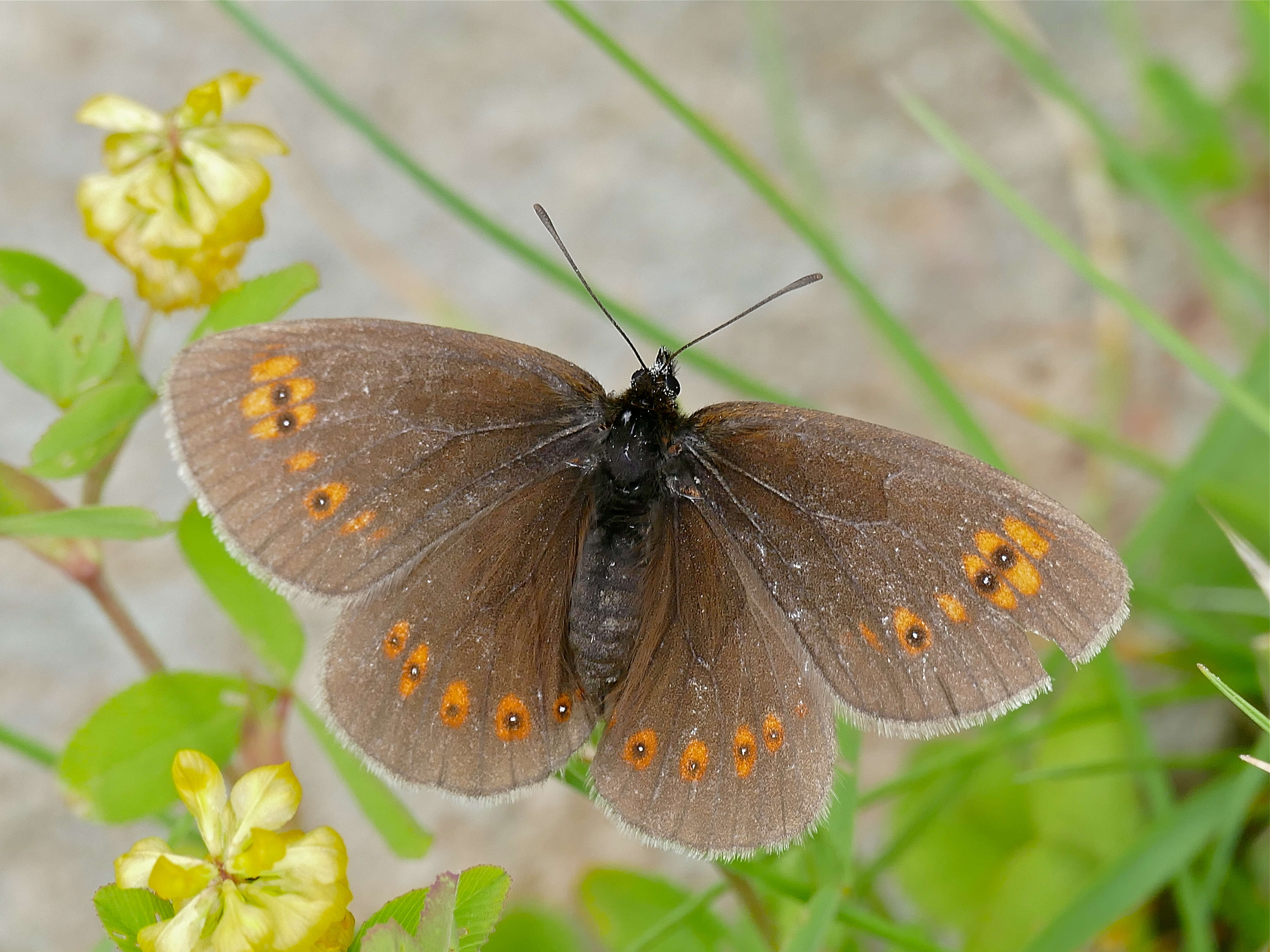 Image of Almond-eyed Ringlet