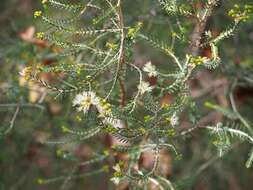 Image of Melaleuca pustulata Hook. fil.