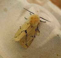 Spilosoma lutea Hüfnagel 1766 resmi