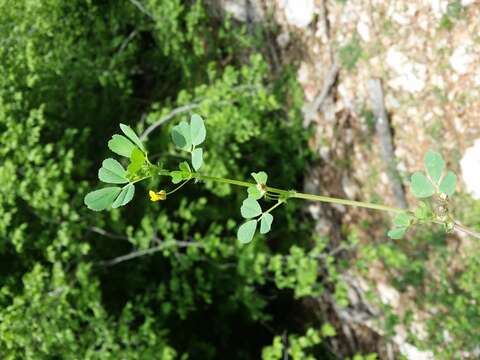 Слика од Medicago truncatula Gaertn.