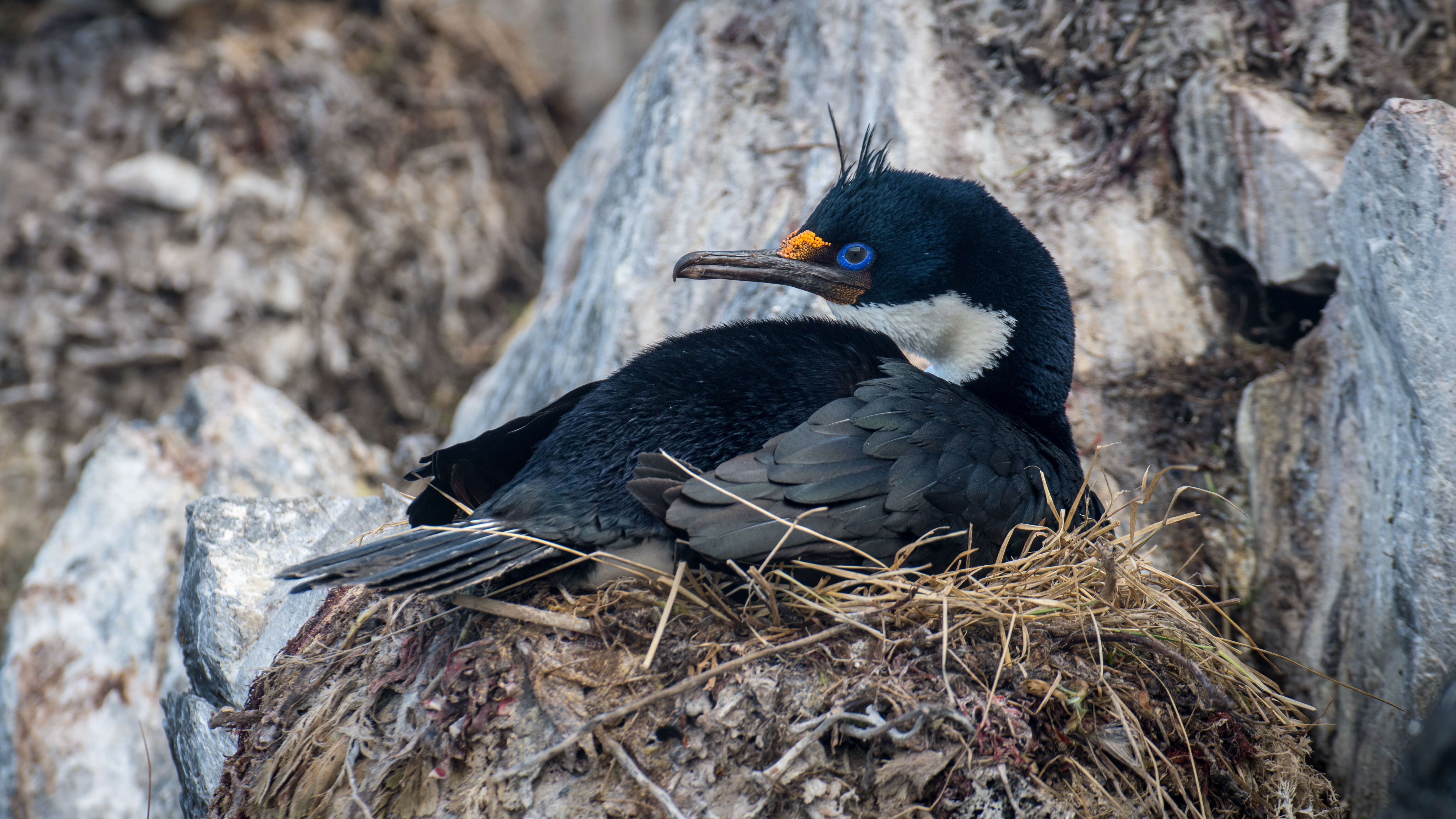 Image of Kerguelen Shag