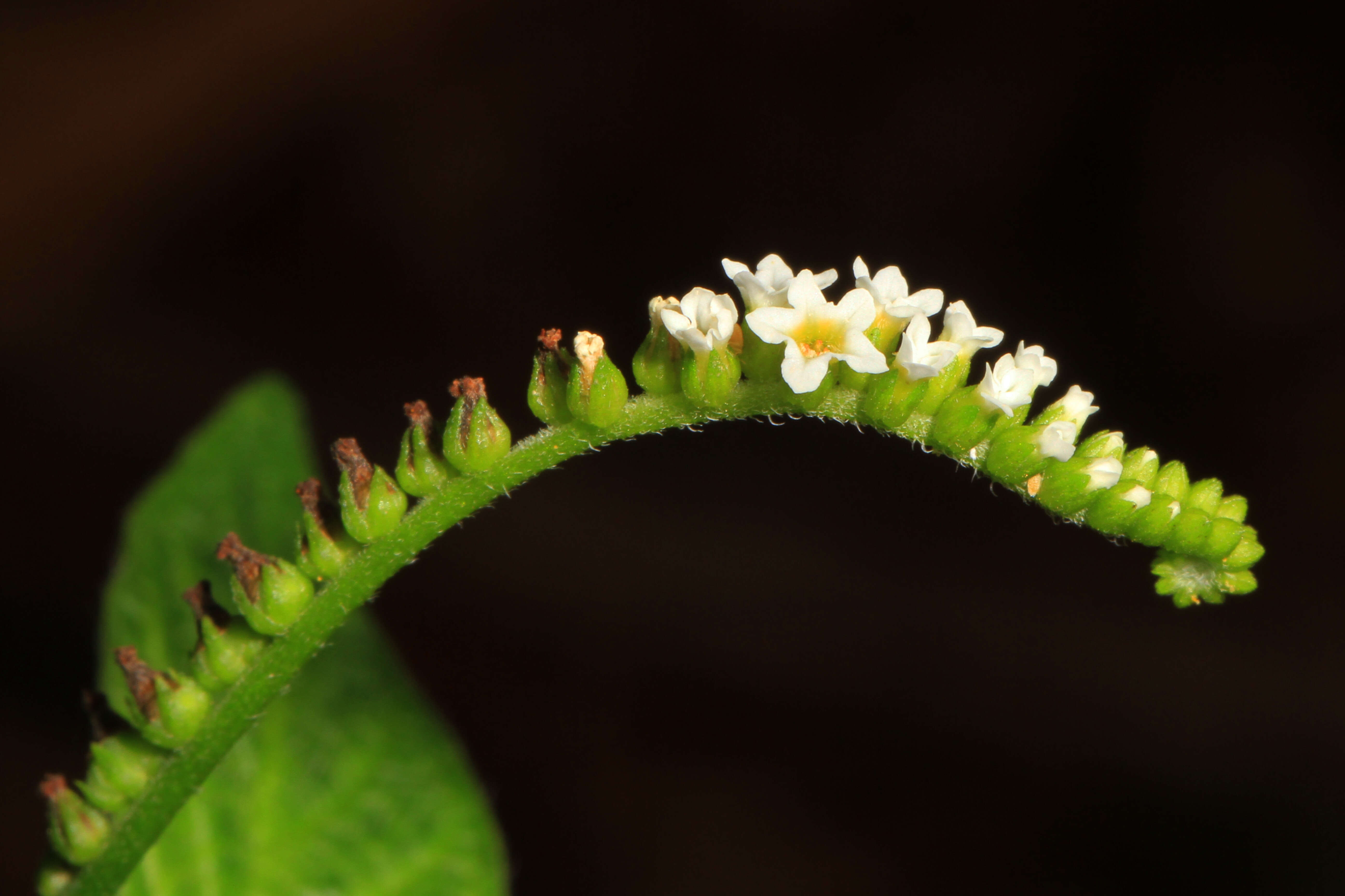 Image de Heliotropium angiospermum Murray