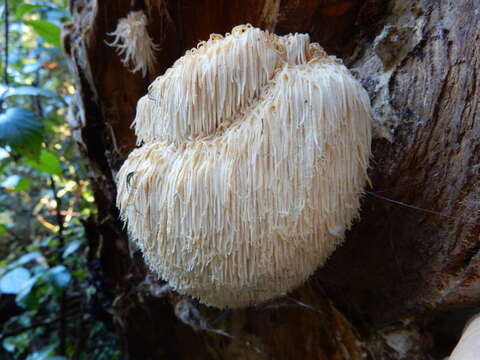 Image of Hericium novae-zealandiae