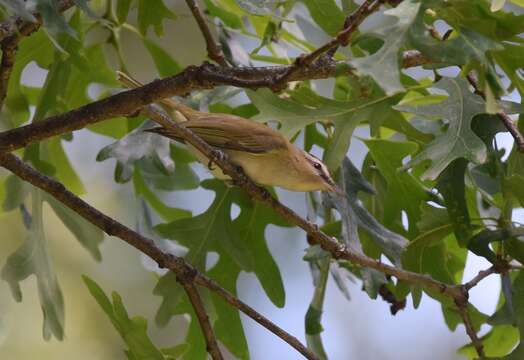 Image of Red-eyed Vireo