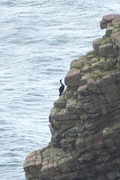 Image of European Shag