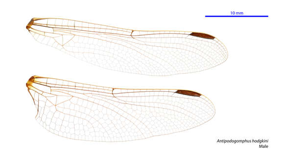 Image of Antipodogomphus hodgkini Watson 1969