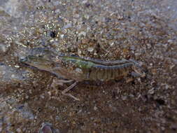 Image of Dirty sand goby shrimp