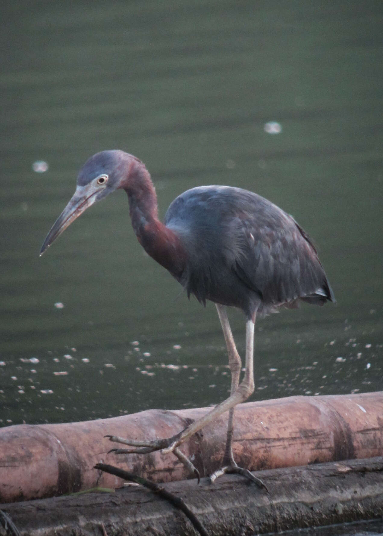 Image of Little Blue Heron