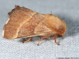 Image of lackey moth