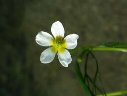 Слика од Ranunculus trichophyllus Chaix